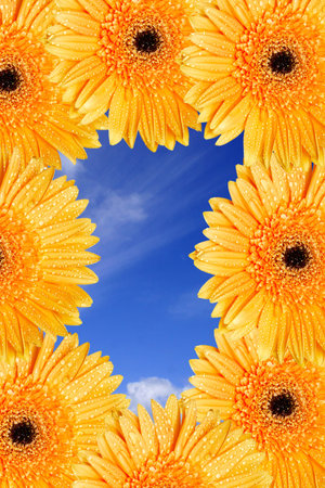 Yellow daisies with water drops forming a frame around blue skyの写真素材