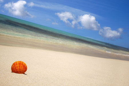 Orange seashell on the beach with blue skyの写真素材
