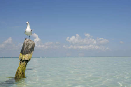 Seagull perched on wooden posts in tropical seaの写真素材