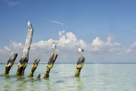 Seagulls perched on wooden posts in tropical seaの写真素材