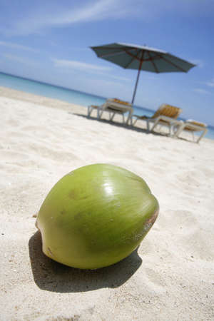Coconut on the beachの写真素材