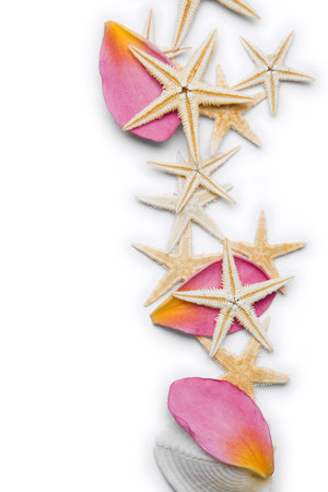 Starfish and pink frangipani petals over a white background