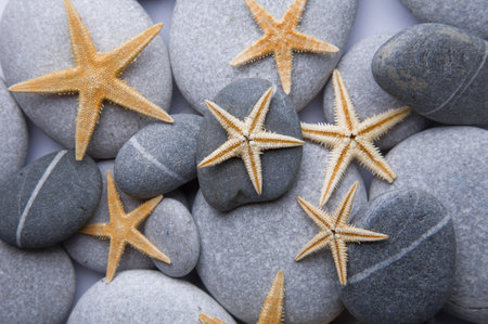 Orange stafish on a pebble beach backgroundの写真素材