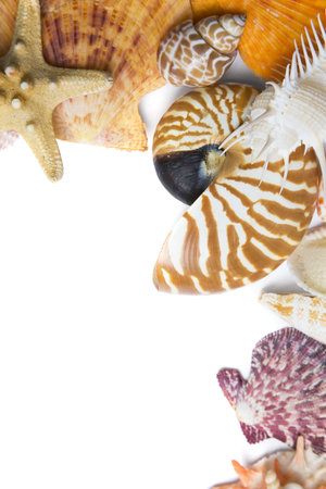 Assorted seashell background shot in high key with a nautilusの写真素材