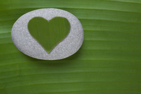 A green leaf heart stiing on a grey pebble on a big green leafの写真素材