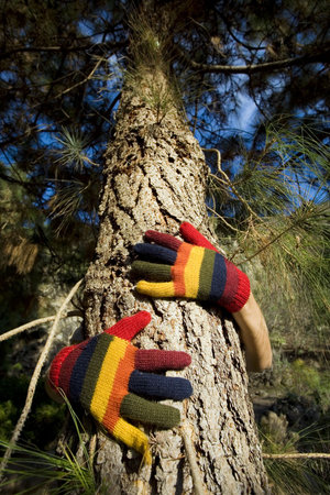 Womans hands in colorful gloves hugging a pine treeの写真素材