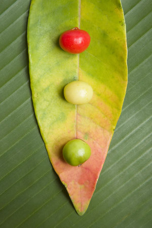 Nature still life with red yeloow and green berries on leaves