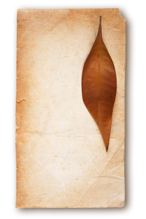 Old foxed piece of paper with one golden autumn leafの写真素材