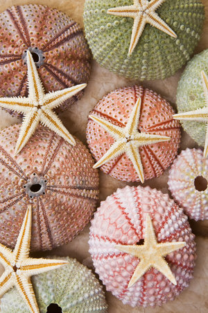 Different coloured seaurchins with starfishの写真素材