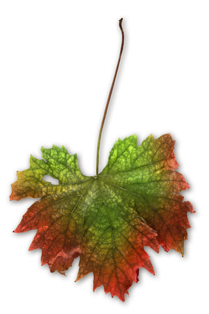 Attractive Autumn vine leaf on a white backgroundの写真素材