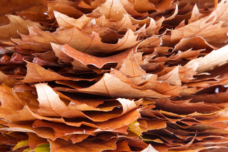 Pile of Maple leaves as an Autumn texture or backgroundの写真素材