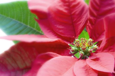Poinsettia Macro Over Whiteの写真素材
