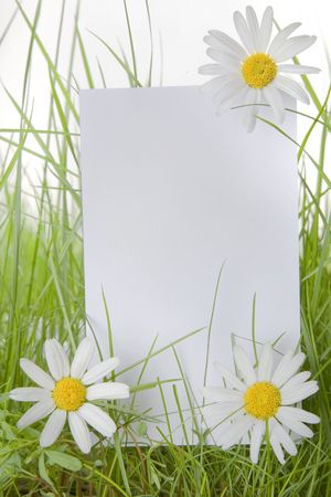 White sign amongst grass with white daisiesの写真素材
