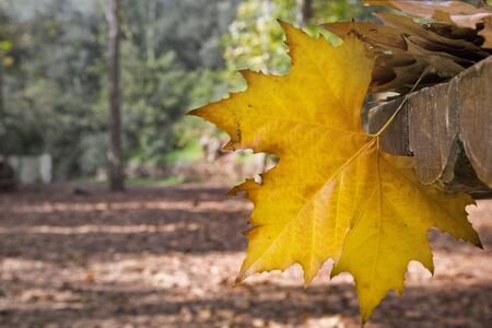 Single Maple leaf hanging off the edge of a park bench in Autumn