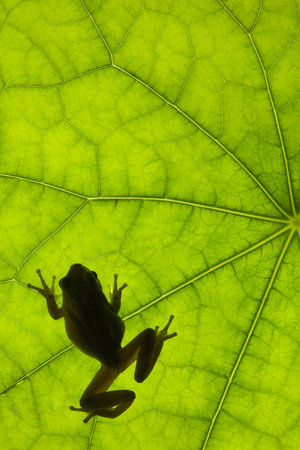 Tree frog backlit on a leafの写真素材