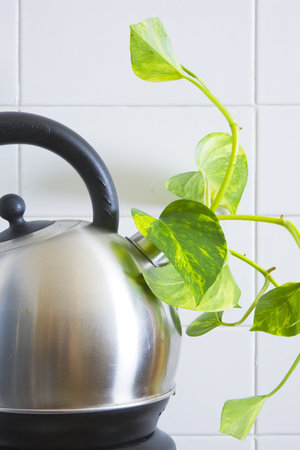 Fresh green shoot growing out of an electric kettleの写真素材