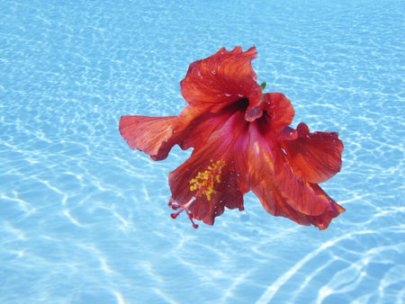 Underwater Hibiscus Flowersの写真素材