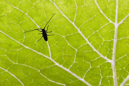 Silhouette of a longhorn beetle on a green leaf with nive veins and drops of water. の写真素材