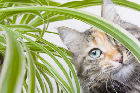 Cat playing amongst the leaves of a houseplantの写真素材