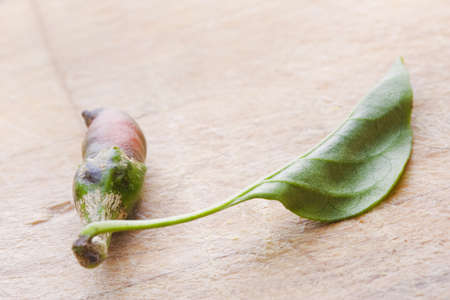 Chili peppers grown on my windowsill just after picking.の写真素材