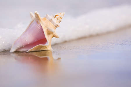 Seashell on wet sand with reflection and foamの写真素材