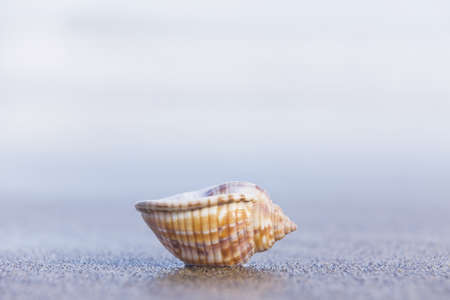 Nice seashell sitting upside down on an empty beach at dawn.の写真素材