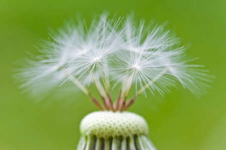 Macro shot of fluffy dandelion seeds with a green background.の写真素材