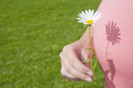 Close up of pregnant woman holding a daisy. Nice green background and shadow on the belly. 