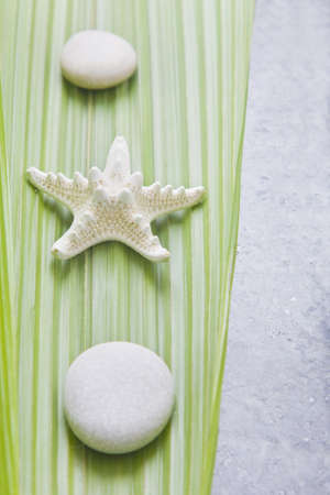 White starfish and pebbles on a green palm tree leafの写真素材