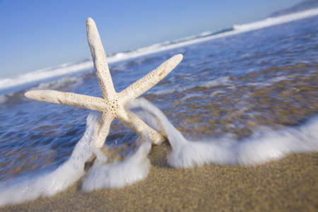 Sun Bleached Starfish on an empty beach being hit by a wave.の写真素材