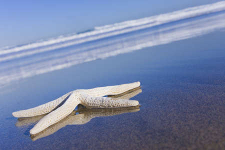 Starfish on an empty beach with blue sky and reflections on the wet sand.の写真素材