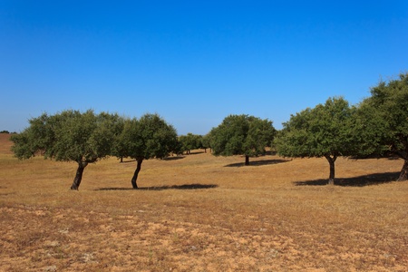 Olive trees in Alentejo (Portugal)の写真素材