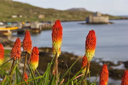 Flowers in Castlebay - Outer Hebridesの写真素材