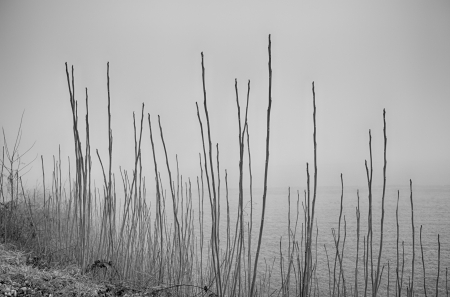 Misty morning near the Ticino river - Italyの写真素材