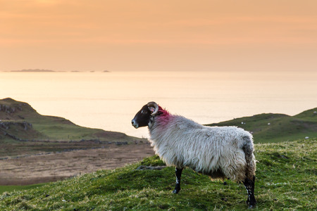 A goat watching the sunset in Isle of Mullの写真素材