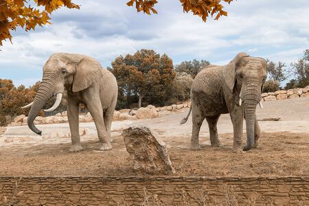 Elephantsの写真素材
