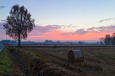 Beautiful autumn sunrise over empty rice fields along road with tree in northern Italyの写真素材