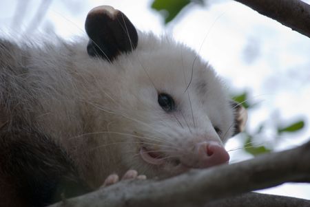 Common North American Opossumの写真素材