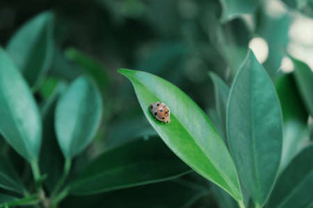 Mini ladybug walking on the leafの素材
