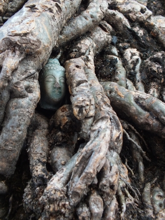Bangkok - A Buddha's head hidden in the tree's root. At Wat Pathum Wanaram, Thailand.のeditorial素材