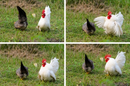 An exciting cock in motion.の写真素材