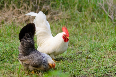 Chicken and Hen finding food together in the field.の写真素材