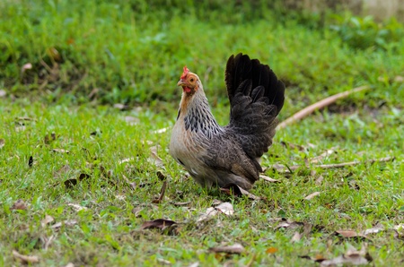A Thai Bantam hen. It is a domestic Thai chicken called Kai-Jae.の写真素材