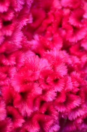 A close up  of pink Cockscomb flower. The flower have a scientific name as Celosia argentea L. var. cristata L. Kuntze.の写真素材