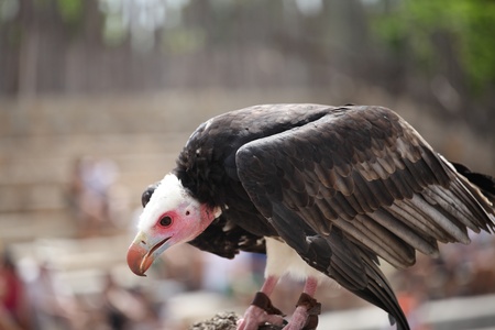 Vulture waiting for his daily snack, with beautiful bokeh