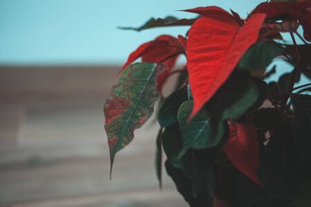 Poinsettia on a rustic wooden and white backgroundの写真素材