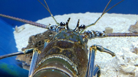 Just a crab in a tank.