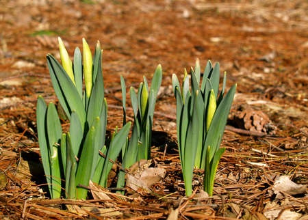 Springtime tulips pushing up through wood chips and leaves from last Fallの写真素材