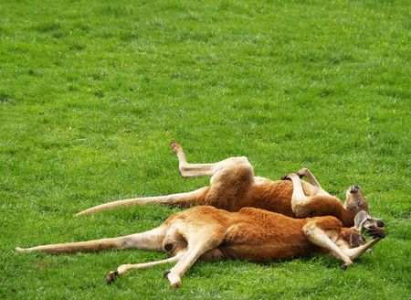 two red kangaroos sleeping on grassの写真素材