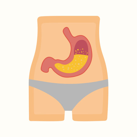 Gastric organs of a healthy human body. Human health. A well-functioning gastric system. Pro Vector isolated vector illustrationのイラスト素材